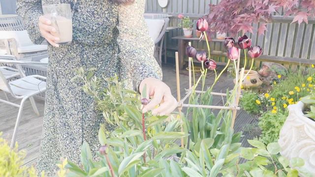 Backyard May 2021| Dalle Khursani | Tulip | Petunia | Mamata's Essence смотреть онлайн