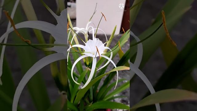 how to grow Hymenocallis littoralis (spider lilies) #short video#spider lilies