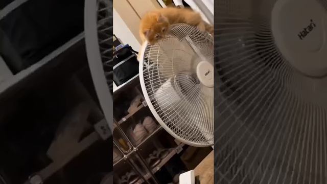 Мы?