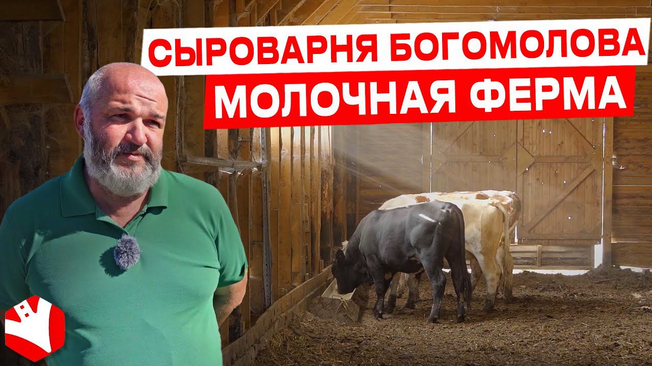 Обзор на молочную ферму Богомолова | Молочное животноводство | КУЛЬТИВАТОР