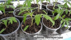 Томат Рома