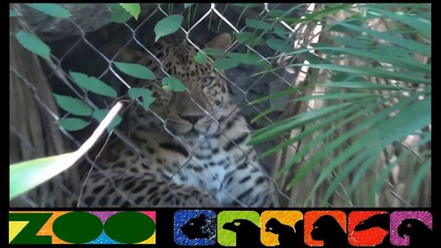 Central Florida ZOO - Amur Leopard (ANIMAL) смотреть онлайн