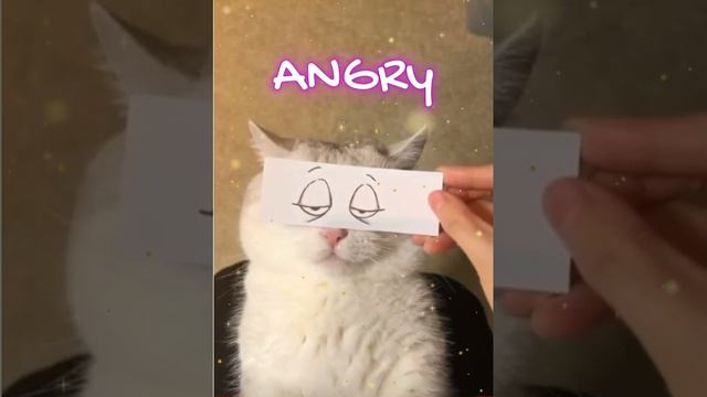 Cat's emotions