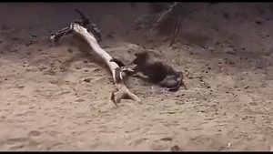 Пьяные дикие животные в Африке и забродившие плоды дерева марула