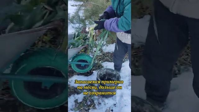 Копаем лук-порей зимой смотреть онлайн