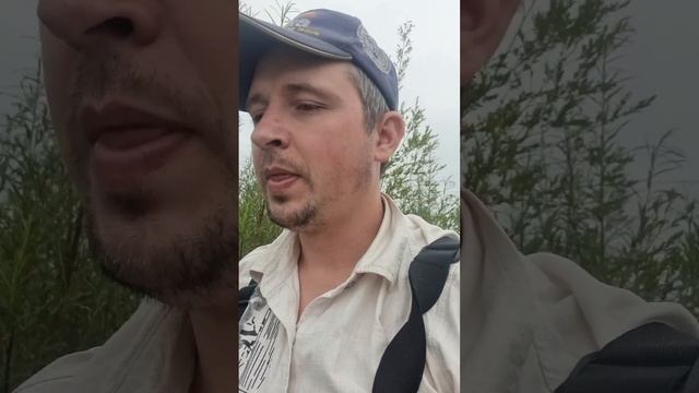 Огромное количество горбуши, в реках Приморья. смотреть онлайн