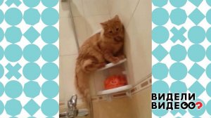 Кот, который любит принимать ванну. Видели видео? Фрагмент выпуска от 28.02.2021