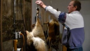 Снимаем шкуру с помощью компрессора!