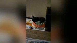 Любопытный щенок французского бульдога. Смешная подборка видео о жизни бульдожки в квартире