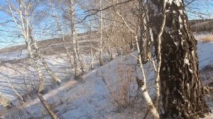 Загонная охота на ЛОСЯ. Добыли лося. Эльдорадо сохатых. Самая результативная охота загоном.