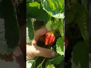 Споры, что лучше, грядка бугор для клубники под плёнкой, или всё же обычная мульча!?