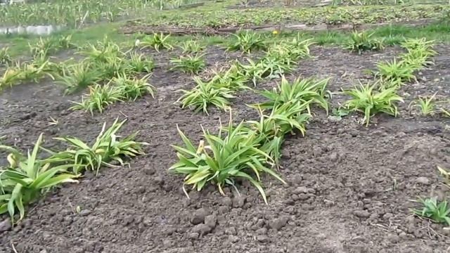 Последствия снегопада в Харькове (Украина) 19 апреля 2017 в моём саду смотреть онлайн