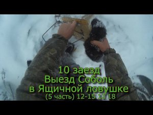 10 заезд Выезд Соболь в ящичной ловушке (5 часть) 12-15 12 18