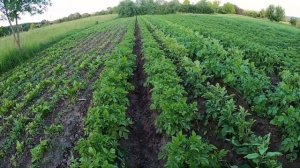 Окучивание картофеля по очень твердой земля дисками. Hilling potatoes on very hard ground discs.