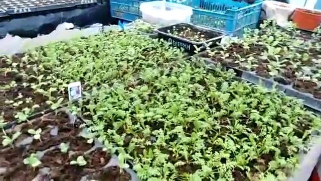 Василёк на утро! смотреть онлайн