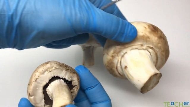 Лабораторне дослідження будови шапинкових грибів