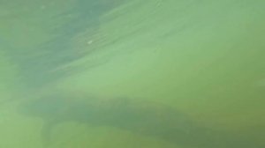 тест камеры GO PRO 10 ПОД водой