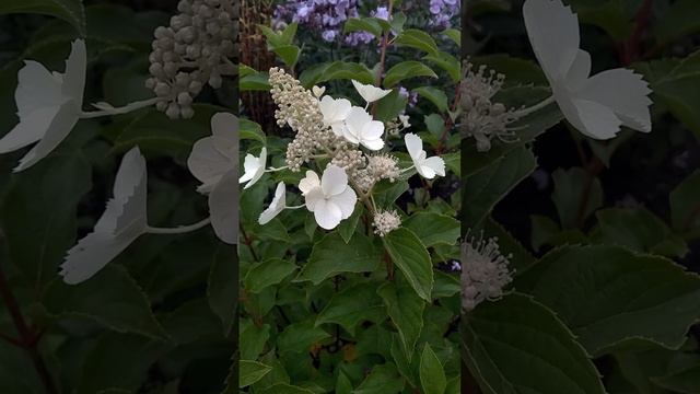 Метельчатая гортензия УАЙТ ЛЕДИ/White Lady.??