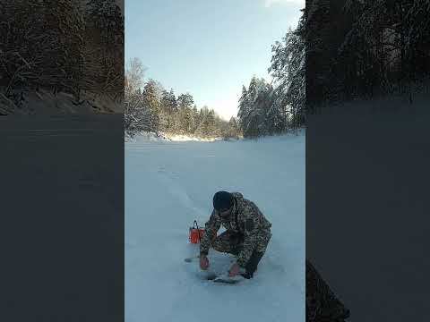 ТАКОЙ "ТРОФЕЙ" НА ЖЕРЛИЦЫ Я ЕЩЁ НЕ ЛОВИЛ смотреть онлайн