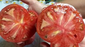 Дегустация : томат маршал победа