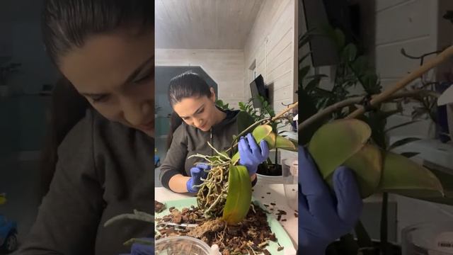 ОРХИДЕЯ РАЗРОСЛАСЬ, ПЕРЕСАЖИВАЮ ОРХИДЕЮ.