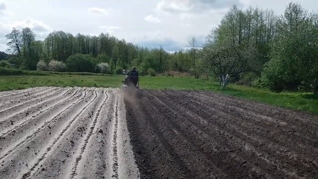 Прополка картофеля ежами