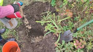 Как сажаю плетистую розу в грунт, есть нюанс