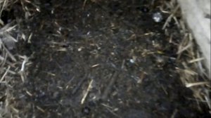 Выманивание червя, просеивание биогумуса.