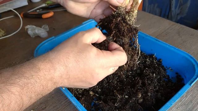 ?Алоказия Шкура Дракона? осмотр и #пересадка #алоказия #alocasia #комнатныецветы #flowers смотреть онлайн