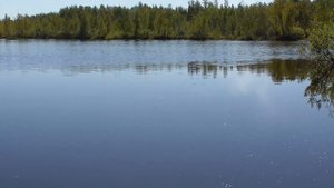 Волкер Zipbaits ZBL DS Fakie Dog