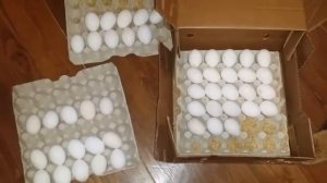 Купила инкубационное яйцо В-33..