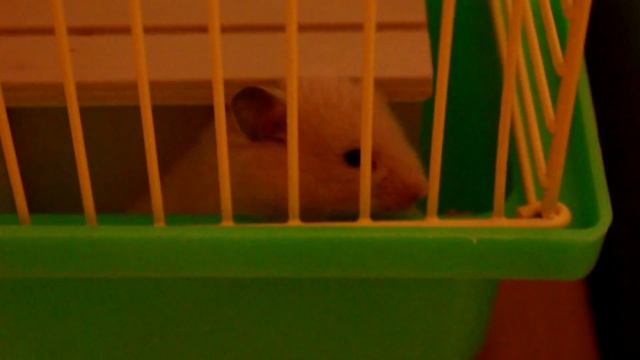 Ура! Зёма научился пить из поилки? / Хомяк пьет воду смотреть онлайн