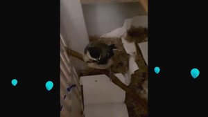 Спасли птенца синицы! Как выкормили птенца синицы. A chickadee chick was saved!