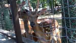 Сказка на земле! ЛОГО ПАРК ( парк лога) видео