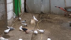 #PIGEONS. Вечернее кормление племенных бакинских бойных голубей 19.05.2020г.