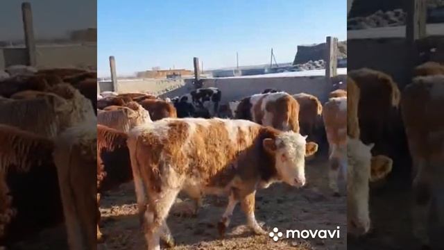 продажа Быков на экспорт Казахстан Узбекистан Кыргызстан Таджикистан смотреть онлайн