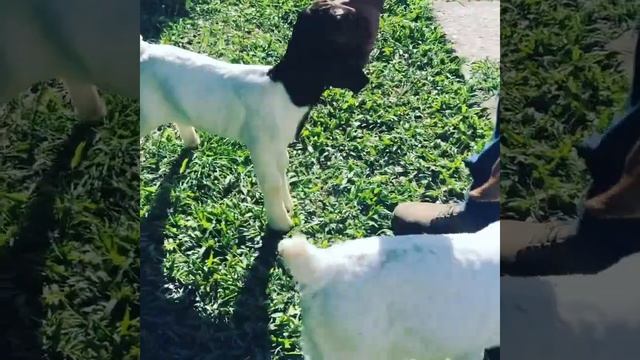 Бурские козлята продажа смотреть онлайн