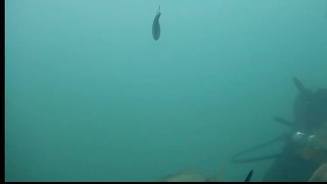 Можно встретить вот таких чудовище на глубине у пляжа моря в Сочи . Дайвинг в Сочи Адлер смотреть онлайн