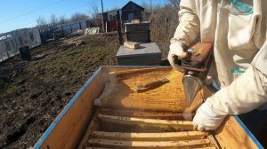 Версия подтвердилась.Пчелиная матка жива.