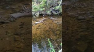 Хариус мечет икру