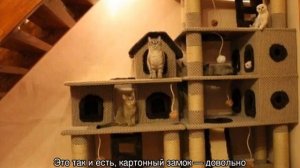 Домик для кошки своими руками из картонной коробки