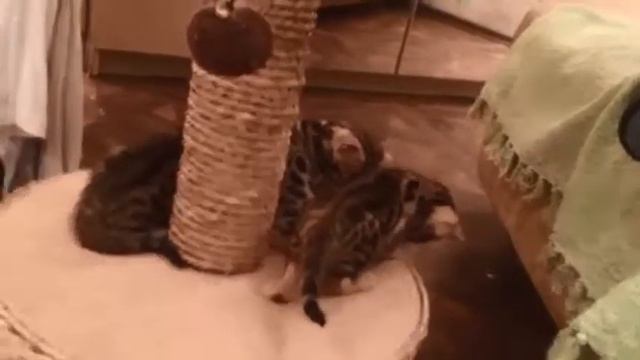 бенгальские котята играют возле домика смотреть онлайн