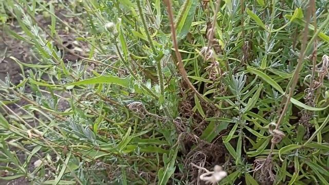 Привожу цветники в порядок! Обрезка лаванды, лилий, шалфея.