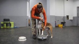 Обучение собаки команде "тач". Учим правильно.