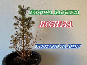 ЁЛОЧКА ЗАСОХЛА // Picea glauca Conica // Пицея глаука Коника // 3 года дома