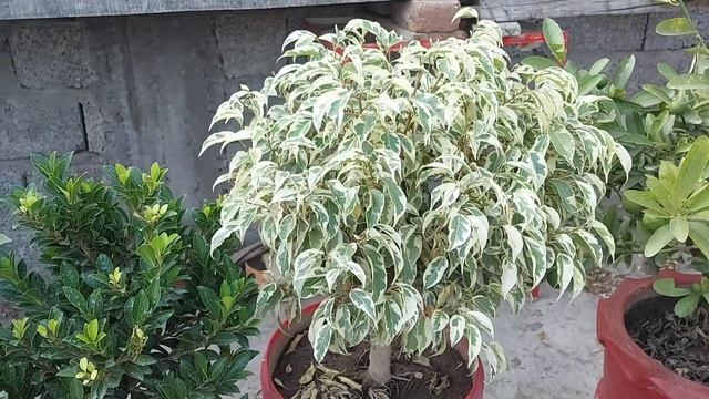 Ficus / starlight ficus / haji garden смотреть онлайн