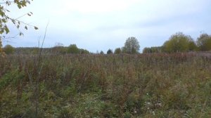 Старая забытая деревня! Коп с Дмитрием Мусихиным