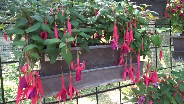 Fuchsia var. Red Spider