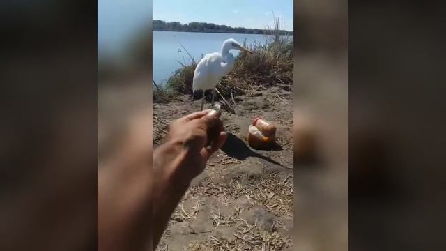 Белый Цапля White Heron смотреть онлайн