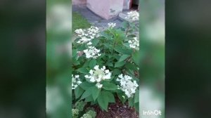 цветение гортензии Эрли Сенсейшен  за сезон,  север